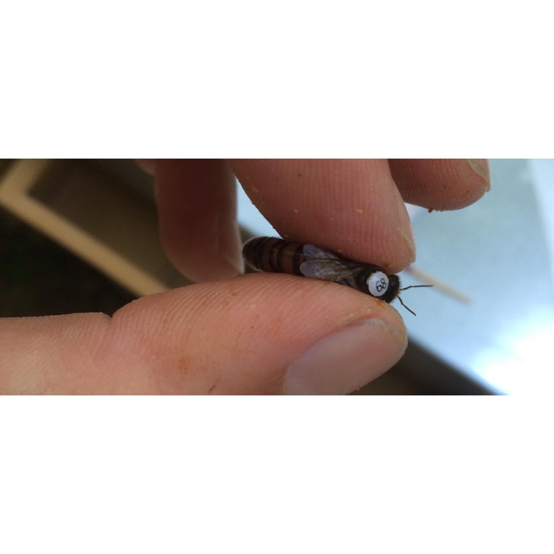 Reine carnica -4- 01/07 au 15/07