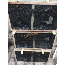 Paquet d'abeilles avec reine