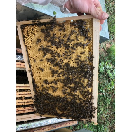 Cadres de couvain garni d'abeilles
