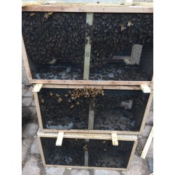 Paquet d'abeilles avec...