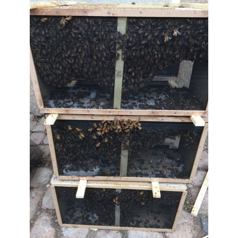 Paquet d'abeilles avec reine carnica 2026