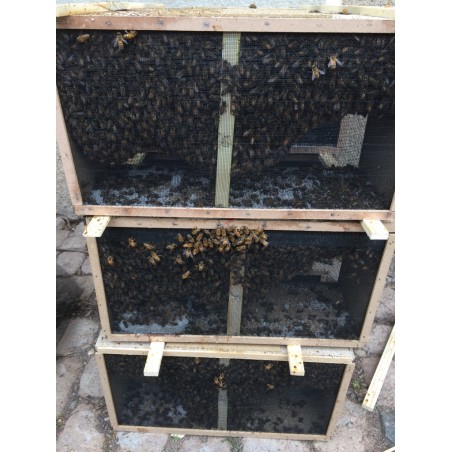 Paquet d'abeilles avec reine Noire 2026